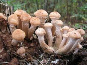 выращивать можно летний опенок