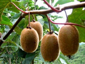 по биологическому составу плоды актинидии  ничем не отличаются от киви