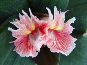 костус- тропическое растение