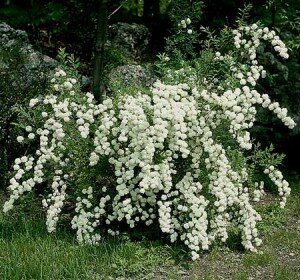 спирея :сорта,выращивание