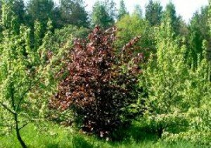 Лещина размножаем и выращиваем