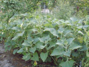 якон - родственник топинабура