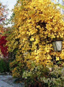 древогубец плетистый