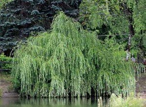 ива-колдовское дерево