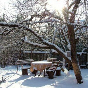 сад в январе