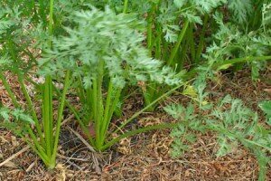 выращиваем морковь крупную да сладкую