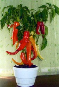 перец в теплице,в комнате