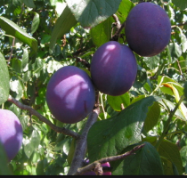 вредители и болезни сливы