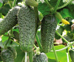 как получить высокий урожай огурцов