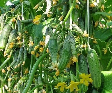 как вырастить урожай огурцов не только в мечтах и пойдет сегодня речь