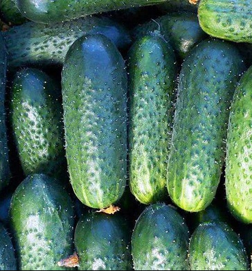 как получить высокий урожай огурцов не в мечтах и пойдет сегодня речь