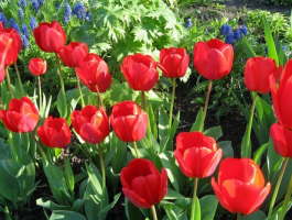 тюльпаны