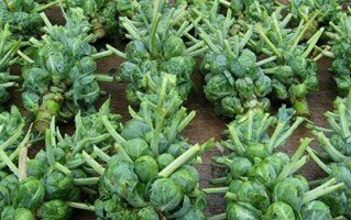 выращиваем брюссельскую капусту